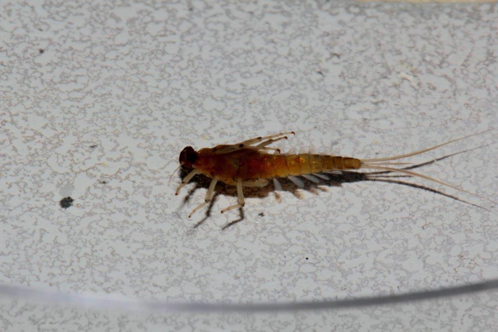 Efemerotteri: foto di laboratorio da confermare